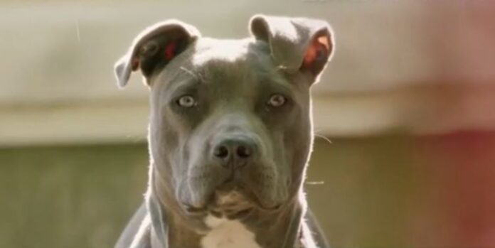 pit bul.jpg