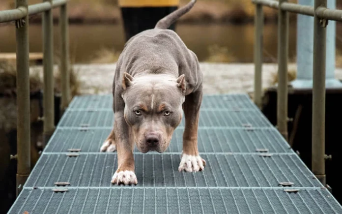 Επίθεση πίτμπουλ σε 11χρονο στην Αρτέμιδα Βρέθηκε δόντι στο.webp.webp.webp