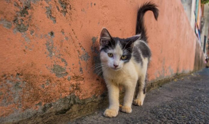 gata 1.jpg