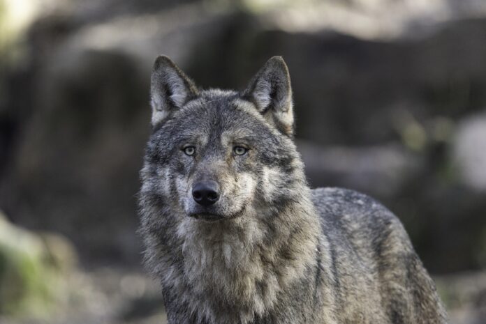 wolf lykos.jpg