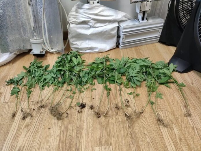 kypseli kannabis.jpg
