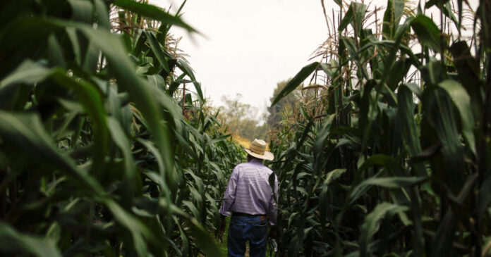 corn mexico reuters 1200x630.jpg