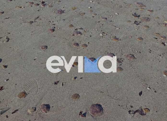 evoia medouses5.jpg