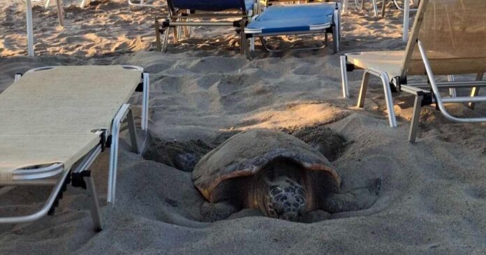 caretta caretta xania 1200x630.jpg