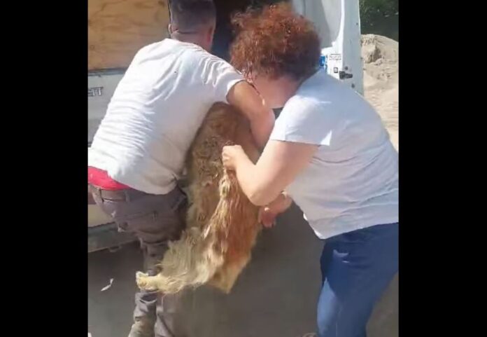 fotia thess zwa.jpg