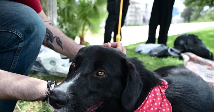 dog eurokinissi 1200x630.jpg