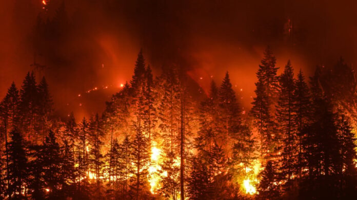 forest fire.jpg