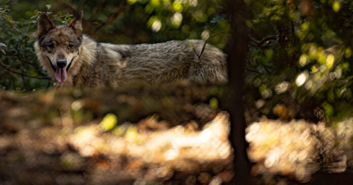 wolf eurokinissi 1200x630.jpg