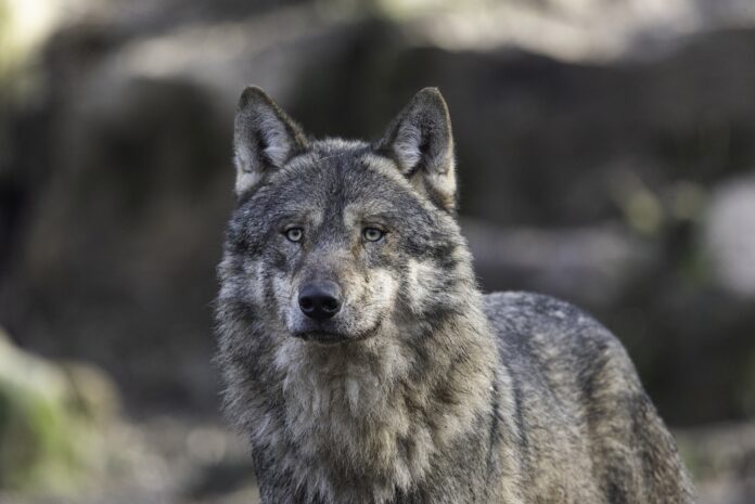 wolf lykos.jpg