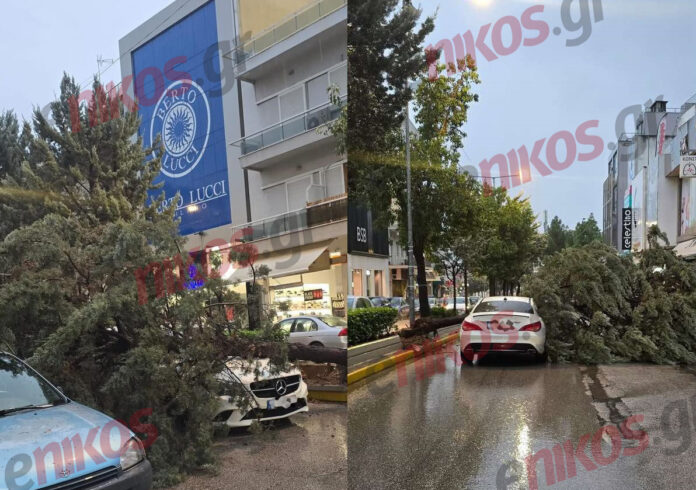 kakokairia ptosi dendrou nea ionia 4.jpg