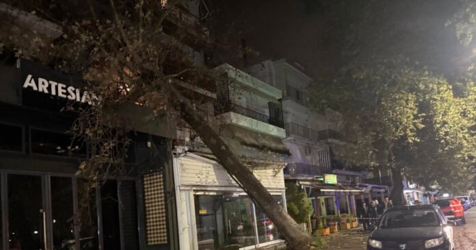 platanos 1 1200x630.jpg