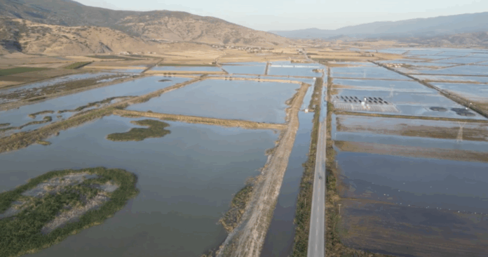 thessalikos kampos daniel.png