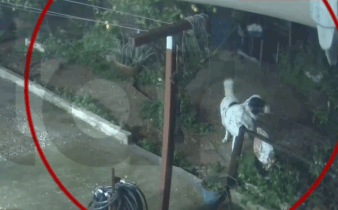 agios dimitrios skilos 1.png