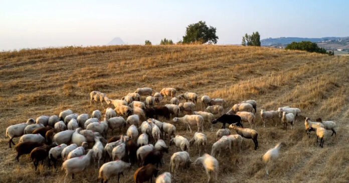 provata1 1 1200x630.jpg