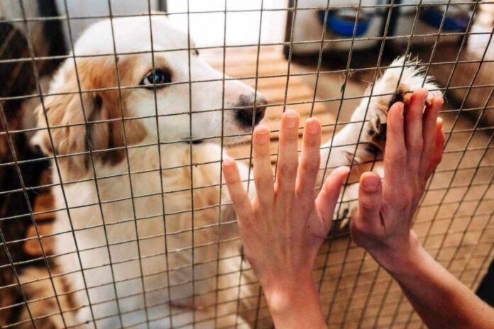 καταφύγιο αδέσποτων 768x512 1.jpg