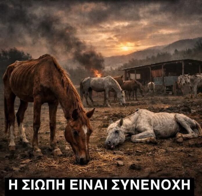 113302534997358 887017110953877 0 720x700 1.jpg