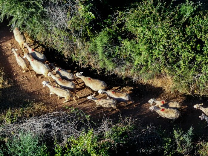 aigoprovata evlogia.jpg