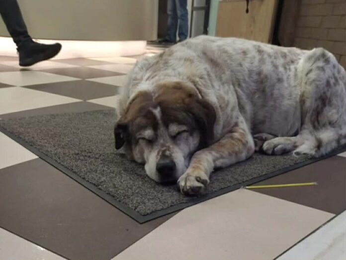 911caa62 4c8c 444a b6d2 0f3edfe6c5f2 1024x768 1.jpg