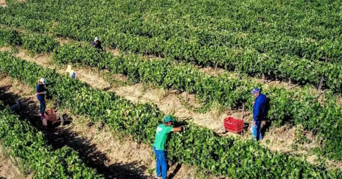 agrotes ampeli eurokinissi 1 1 2 1200x630.jpg