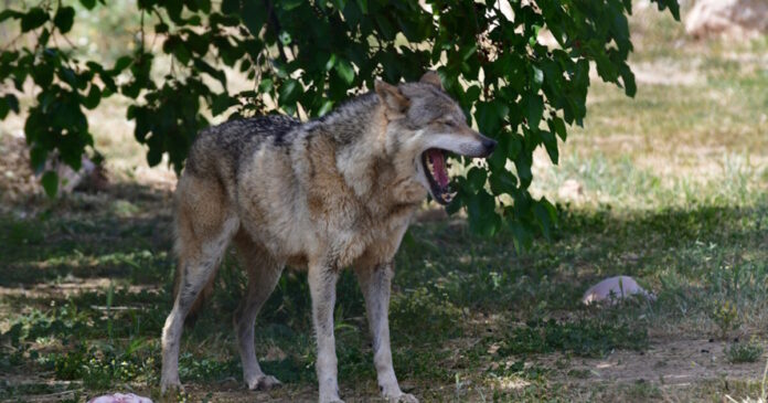 likos ape 1200x630.jpg