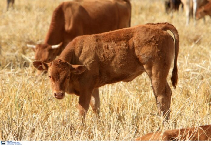 agelades 1 983x675.jpg