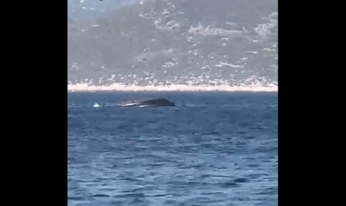 kastellorizo frontex 1.png