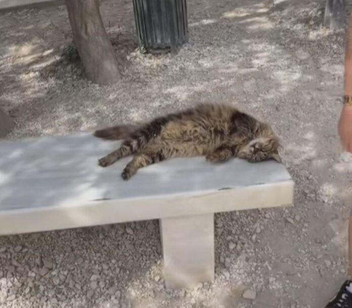 Στιγμιότυπο οθόνης 2026 03 18 180717.jpg