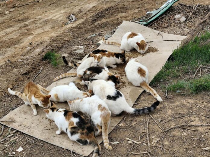 672689933 1262120366136181 2440602801499942067 n.jpg