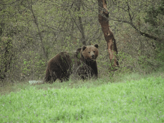 constantinos godes min.png