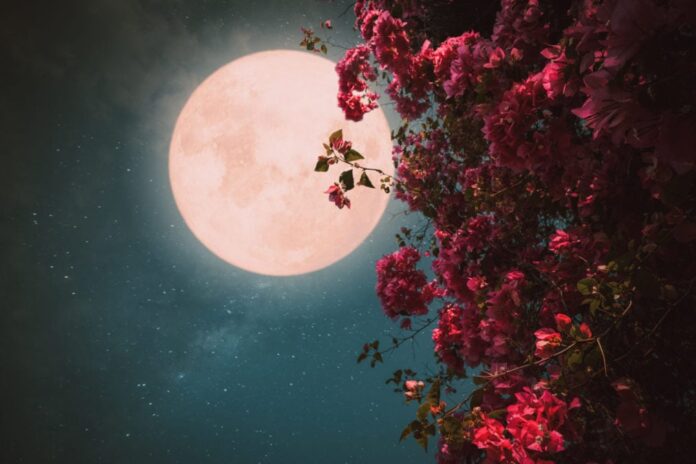 pink moon 1012x675.jpg