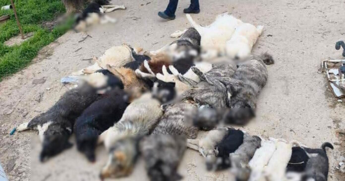 adespota nekra xalkidiki 19042026 1200x630.jpg