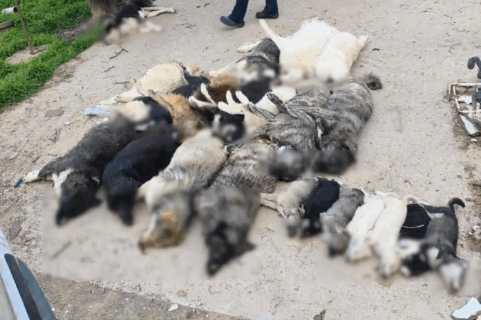 adespota nekra xalkidiki 19042026.png