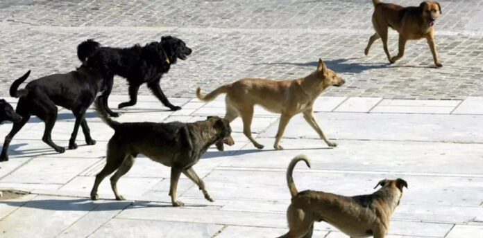 adespota skylia 1 873x432 1.jpg