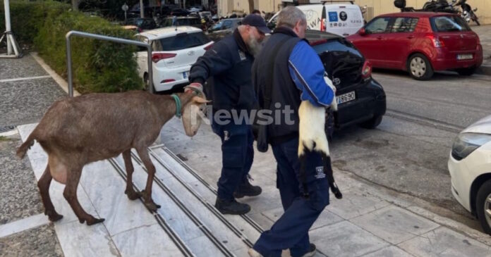 ampelokipoi zoa 1 1200x630.jpg