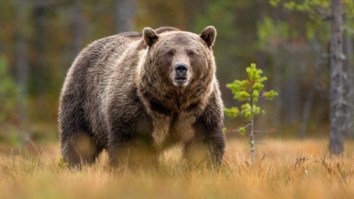 bear shutterstock 1024x576 1.jpg