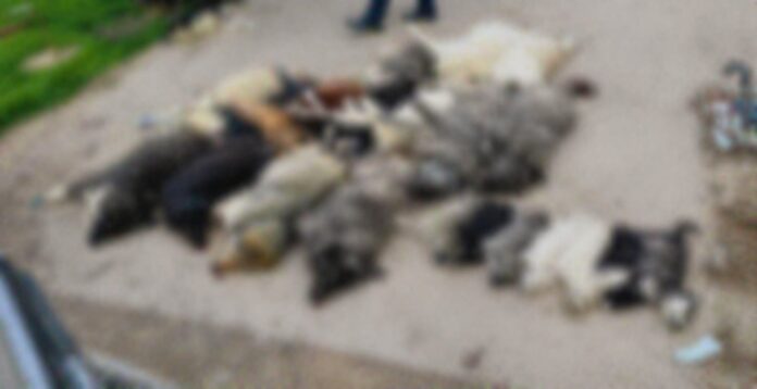 dimos poligirou foles.jpg