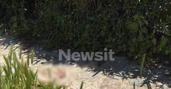 filopapou 1200x630.jpg