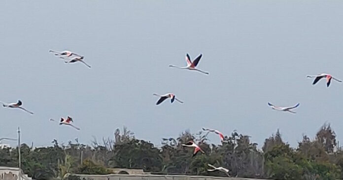 flamingo 1200x630.jpg