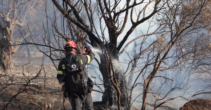 fwtia 1 1200x630.jpg