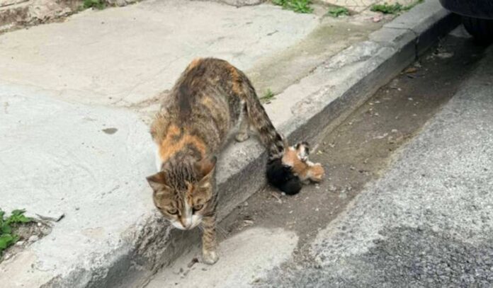 gatoula ktinodia.jpg