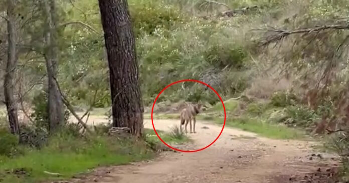 lukos tatoi 1200x630.jpg