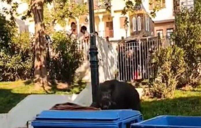 thessaloniki agriogourouno.jpg