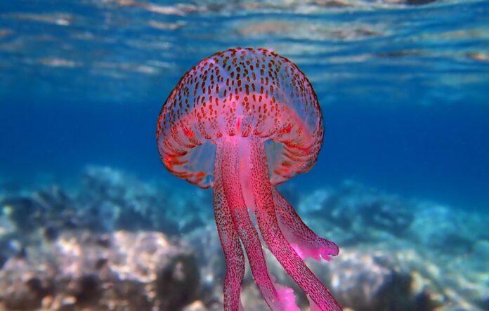 medussa 1024x652 1.jpg