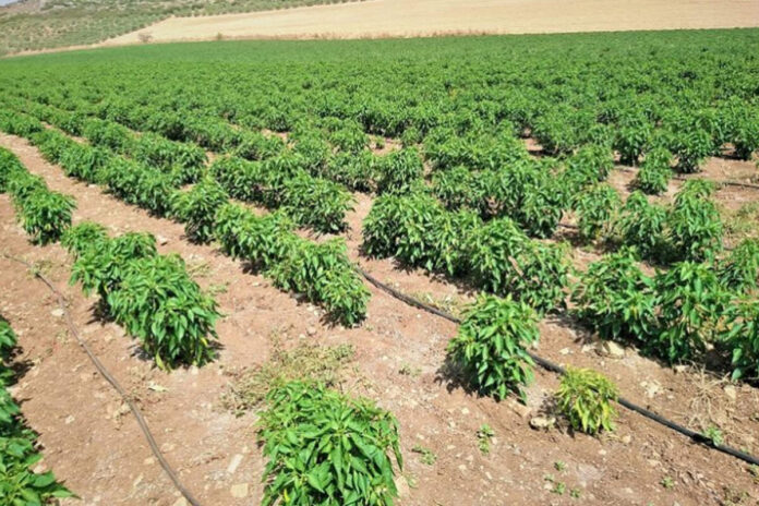 pepper professional 2400x1600 rdax 1500x1000 65.jpg