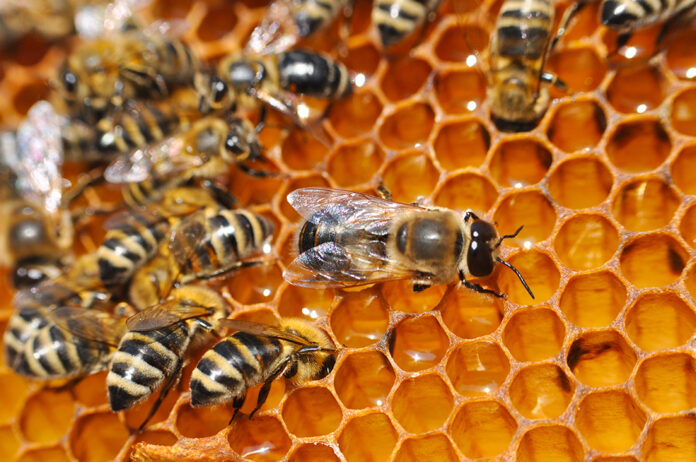 honey bees hive.jpg