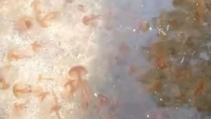 meduses 2 1.jpg