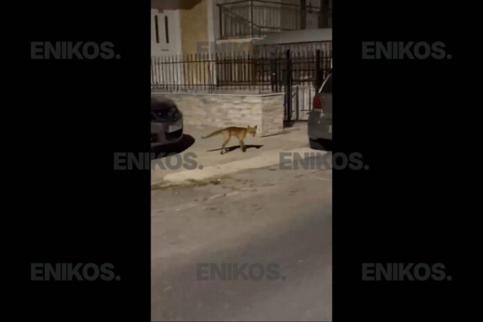 alepou stin nikaia.jpg