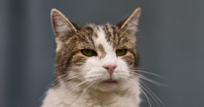 cat 07042026 1200x630.jpg