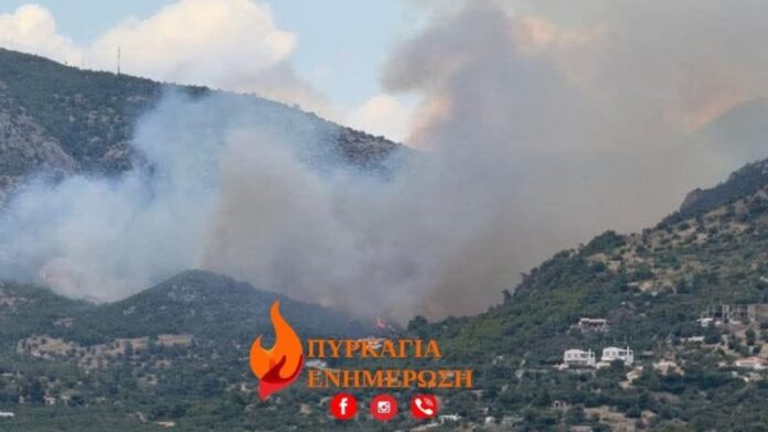 fotia 1.jpg
