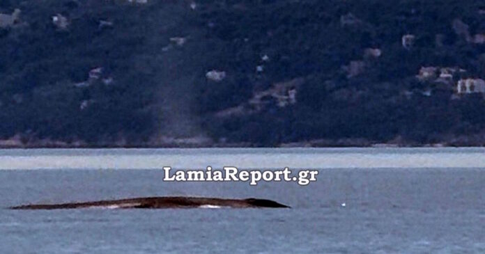phalaina 1200x630.jpg